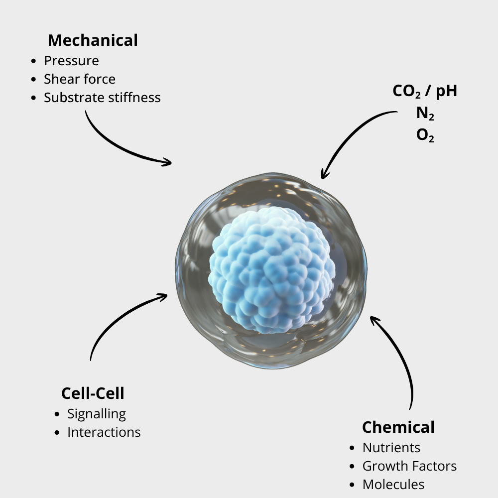 Cell interactions diagram showing mechanical, chemical, and cell-cell factors